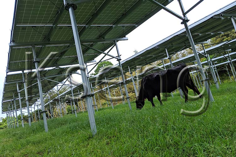 Kann die Solarlandwirtschaft die moderne Landwirtschaft verbessern?
